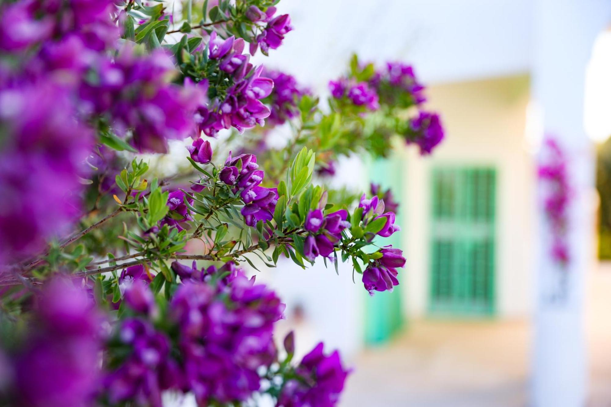 Villa Mina Ostuni Exteriér fotografie